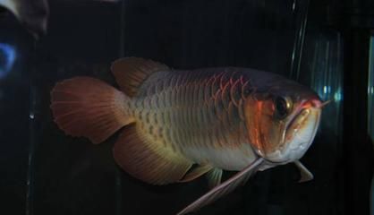 龍魚哪種最貴？：比金龍魚還名貴的龍魚是什么魚？ 龍魚百科 第2張