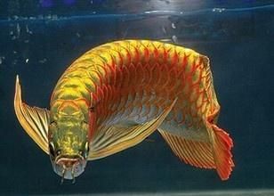 龍魚哪種最貴？：比金龍魚還名貴的龍魚是什么魚？ 龍魚百科 第3張