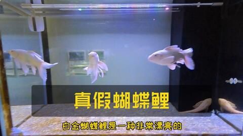 觀賞魚養(yǎng)護(hù)指南：蝴蝶鯉養(yǎng)護(hù)指南