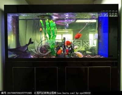 養(yǎng)龍魚魚缸的標準要求：養(yǎng)龍魚的魚缸標準