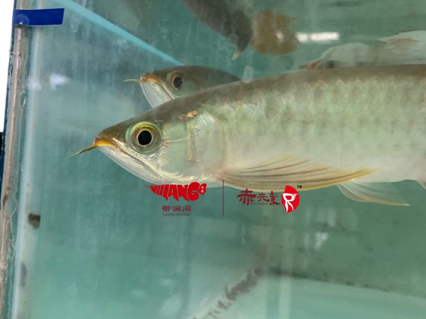 赤元素經(jīng)典紅龍幼魚將于近期到達(dá)，本批次僅36尾，已預(yù)定12尾：赤元素經(jīng)典紅龍幼魚 觀賞魚論壇 第1張