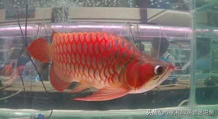 龍魚魚缸尺寸：養(yǎng)龍魚是一項(xiàng)需要考慮魚缸尺寸的活動(dòng) 龍魚百科 第3張