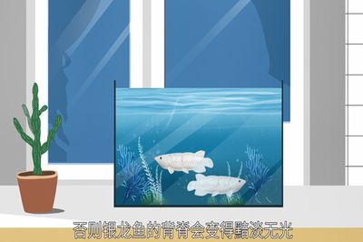 提高龍魚的胃口，首先要保證它攝入的營養(yǎng)均衡,龍魚是肉食性魚類：如何提高龍魚的胃口？