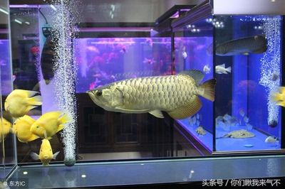 魚缸養(yǎng)金龍魚的技術方法：養(yǎng)金龍魚的技術方法 龍魚百科 第3張