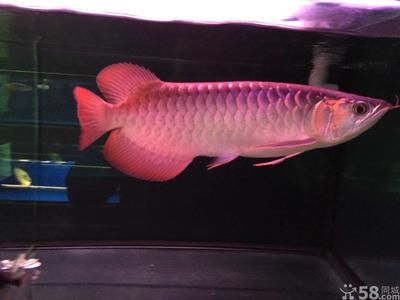 龍魚最便宜能買多少錢？：哪里買龍魚最便宜