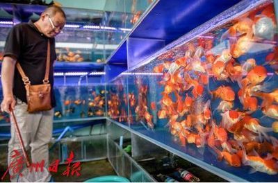 花鳥魚蟲市場銷售策略：花鳥魚市場魚缸銷售策略對不起，花鳥魚蟲市場銷售策略