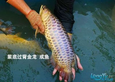 挑選金龍魚(yú)苗品種時(shí)需要了解金龍魚(yú)的基本特征：如何挑選金龍魚(yú)品種