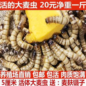 養(yǎng)殖金龍魚養(yǎng)殖技術(shù)與管理論文 龍魚百科 第1張