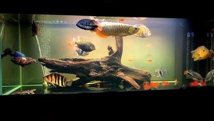 一米的水族缸可以養(yǎng)金龍魚嗎？：一米以上的魚缸可以養(yǎng)金龍魚嗎360問答 龍魚百科 第1張