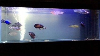 一米的水族缸可以養(yǎng)金龍魚嗎？：一米以上的魚缸可以養(yǎng)金龍魚嗎360問答 龍魚百科 第3張