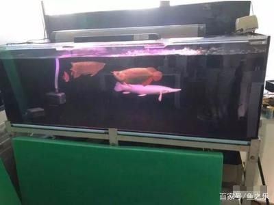 適合養(yǎng)龍魚的魚缸品牌有哪些？ 龍魚百科 第2張