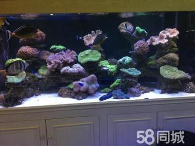 海缸與純魚缸造景的基本要素和技巧 魚缸百科 第4張