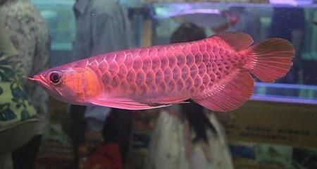 鉆石眼紅龍是什么魚？