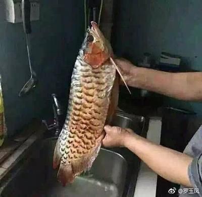 最便宜的紅龍魚是哪一種（最便宜的紅龍魚品種是什么？） 龍魚百科 第2張