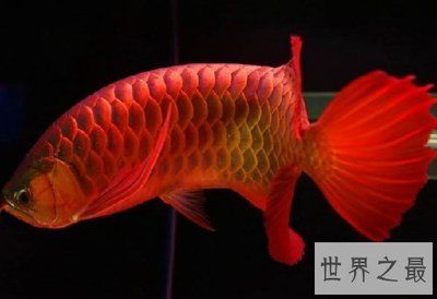 最大的金龍魚(yú)是哪里生產(chǎn)的（世界第一金龍魚(yú)原產(chǎn)地是哪里生產(chǎn)的金龍魚(yú)產(chǎn)地是哪里）