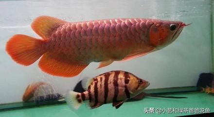 養(yǎng)龍魚魚缸高度多少合適（養(yǎng)龍魚的魚缸高度應(yīng)該是多少？） 龍魚百科 第1張