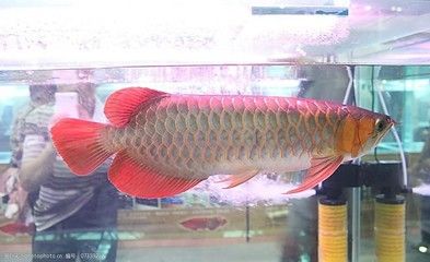 一千多萬的金龍魚是什么品種的魚（天價金龍魚是什么魚）