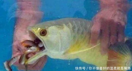 最小金龍魚苗價(jià)格（天津水族市場最普通的，最小的金龍魚苗價(jià)格是多少）