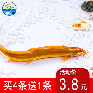 最小金龍魚苗價(jià)格（天津水族市場最普通的，最小的金龍魚苗價(jià)格是多少）