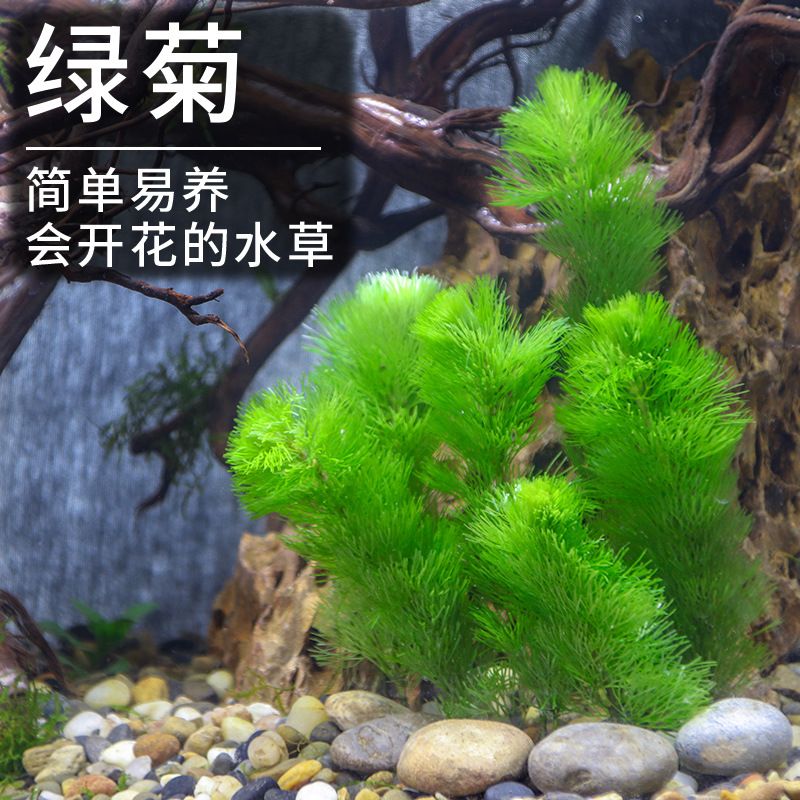 淡水魚(yú)缸養(yǎng)什么植物（適合淡水魚(yú)缸的植物） 魚(yú)缸百科 第1張