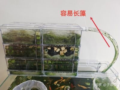 過濾器對魚缸的影響（魚缸過濾器對于魚缸生態(tài)系統(tǒng)的影響）