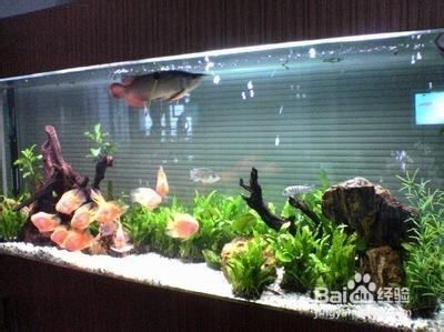 剛買的魚缸怎么清洗（新買的魚缸清潔工具，清洗新魚缸的清潔方法是什么） 魚缸百科 第2張