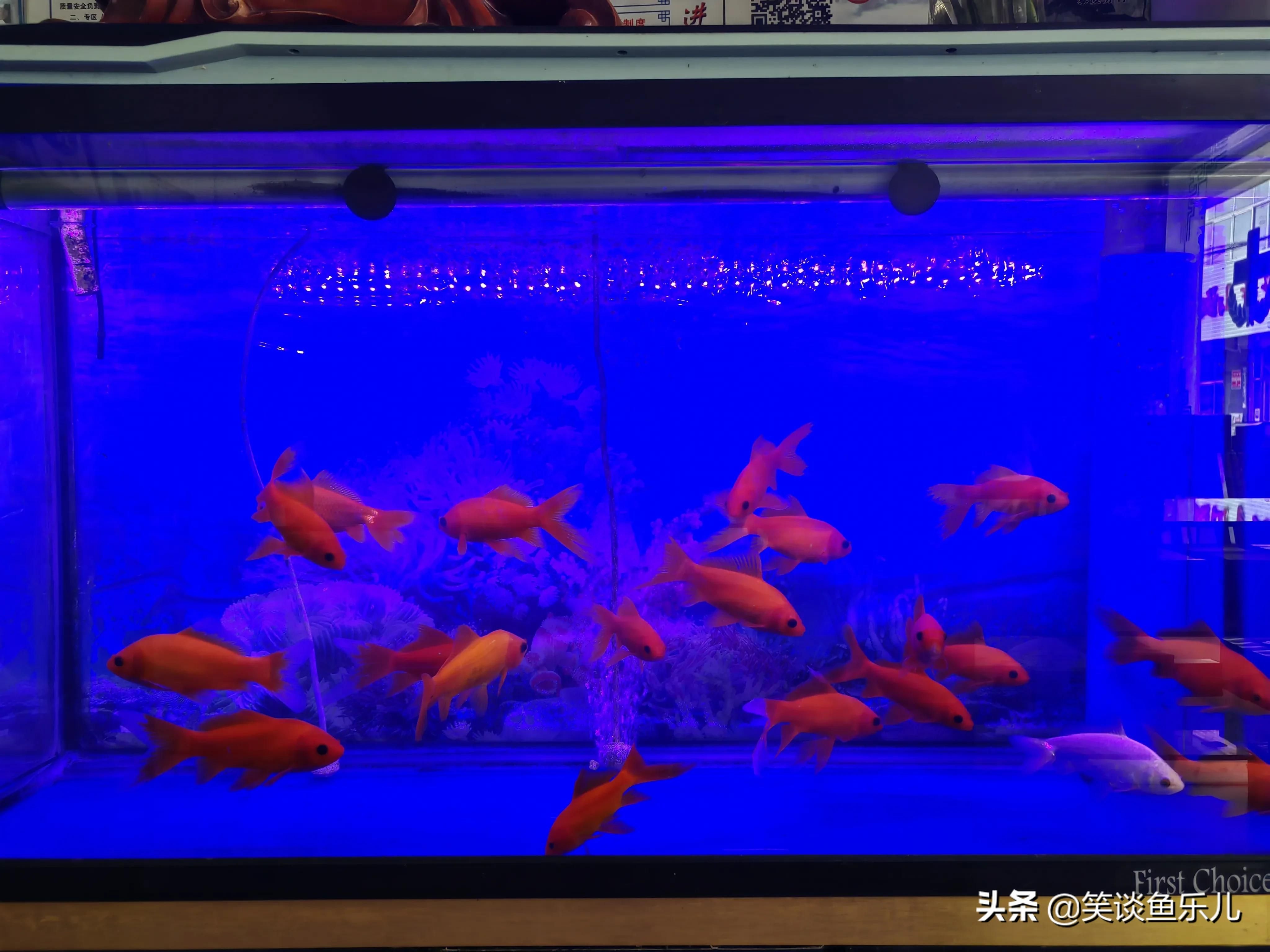 換水魚缸用殺菌燈可以嗎（殺菌燈在魚缸中的應用） 魚缸百科 第2張