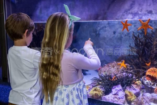 海星放魚缸里魚全死了（如何正確養(yǎng)護(hù)海星） 魚缸百科 第1張