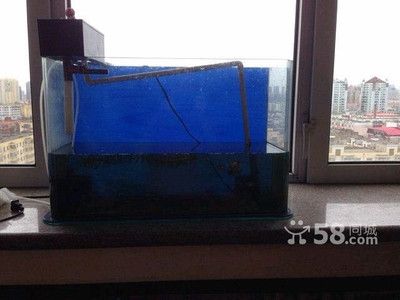 哈市二手魚缸交易市場（哈爾濱二手魚缸交易市場） 魚缸百科 第3張