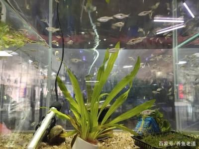 觀賞魚混養(yǎng)魚缸怎么養(yǎng)好呢（如何打造完美的觀賞魚混養(yǎng)缸）