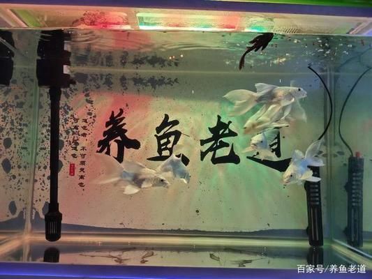 定制的魚缸會(huì)爆缸嗎為什么不爆缸（定制魚缸是否會(huì)爆缸）