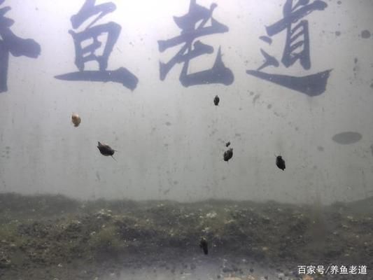 定制的魚缸會(huì)爆缸嗎為什么不爆缸（定制魚缸是否會(huì)爆缸）