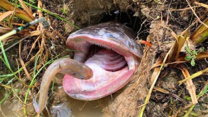 皇冠狗頭魚缸顏色（皇冠狗頭魚的飼養(yǎng)技巧） 魚缸百科 第3張