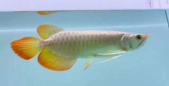 小紅龍魚(yú)怎么挑選：挑選小紅龍魚(yú)時(shí)需要考慮以下幾個(gè)方面的綜合考慮和仔細(xì)觀察