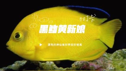 海水魚在魚缸里能活多久（海水魚在魚缸中的存活時(shí)間） 魚缸百科 第3張