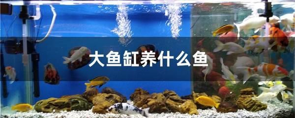 地圖魚躲在魚缸角落頭朝上（地圖魚的飼養(yǎng)技巧）