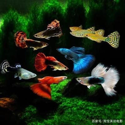 紅磚可以做魚缸過濾嗎（紅磚是魚缸過濾材料嗎？） 魚缸百科 第1張