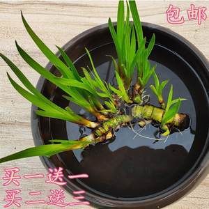 淡水魚缸養(yǎng)什么草好看（水草養(yǎng)殖技巧） 魚缸百科 第2張