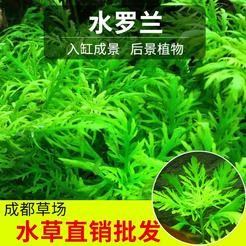 淡水魚缸養(yǎng)什么草好看（水草養(yǎng)殖技巧） 魚缸百科 第3張