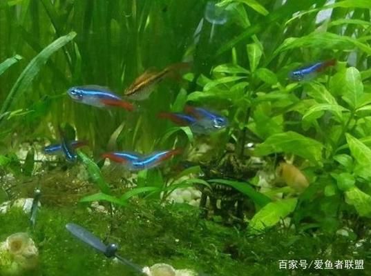 橄欖葉放魚缸需要焯水嗎為什么（橄欖葉放魚缸水質(zhì)管理的重要性和注意事項值得探討） 魚缸百科 第2張