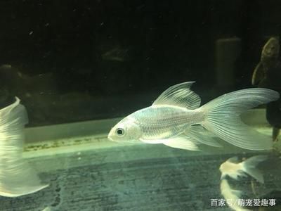 蝴蝶鯉適合用什么魚(yú)缸（蝴蝶鯉的飼養(yǎng)技巧） 魚(yú)缸百科 第2張