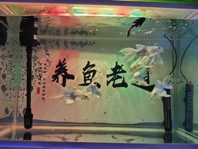 蝴蝶鯉適合用什么魚(yú)缸（蝴蝶鯉的飼養(yǎng)技巧） 魚(yú)缸百科 第3張