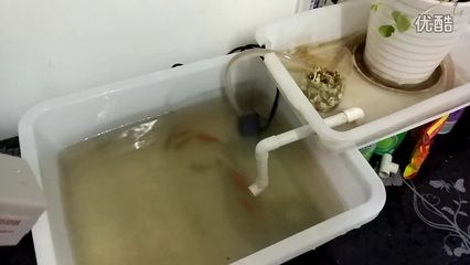 虹吸原理魚缸換水視頻（如何使用虹吸原理給魚缸換水） 魚缸百科 第2張