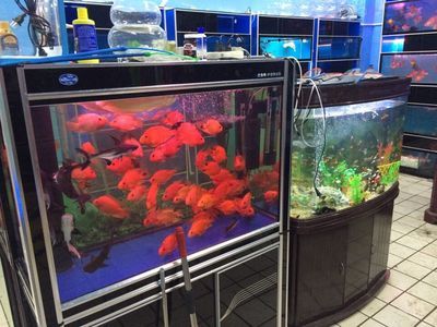 桓臺(tái)哪里有賣魚缸的市場啊視頻（桓臺(tái)縣水族館）