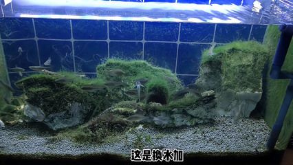 底過濾魚缸怎么放水（底過濾魚缸換水技巧） 魚缸百科 第1張