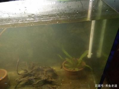 花盆改造魚缸（花盆改造魚缸的具體步驟和方法） 魚缸百科 第2張