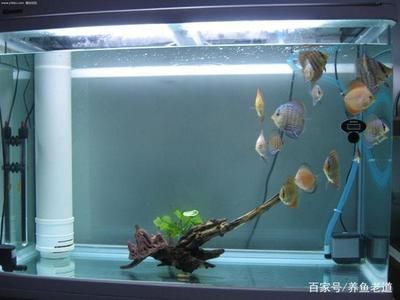 底過濾魚缸聲音大怎么回事（底濾魚缸過濾魚缸過濾聲音大怎么解決魚缸聲音大怎么辦）