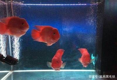 黑色的魚缸魚會(huì)變色嗎為什么不變色（魚缸背景色對(duì)魚的影響）