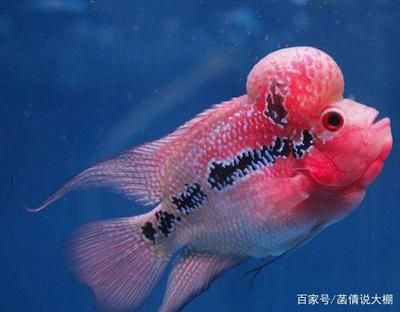 鴻運(yùn)羅漢魚能長多大的魚缸（羅漢魚的飼養(yǎng)技巧） 魚缸百科 第2張