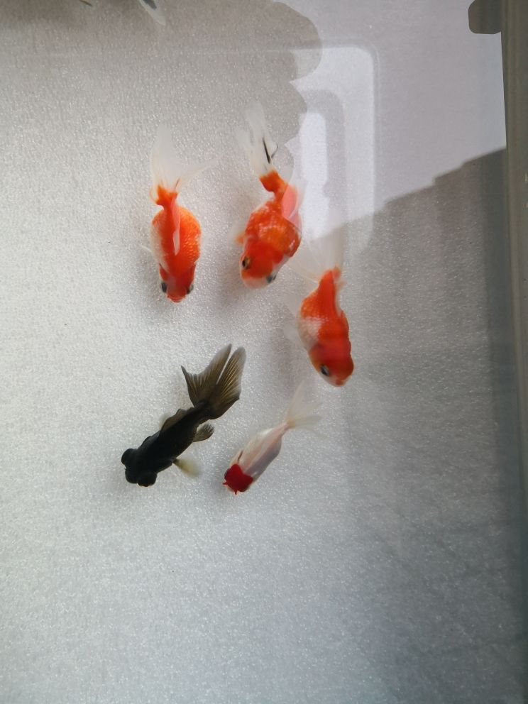 時(shí)隔三十年重入金魚坑（3元1條的小雜魚養(yǎng)起） 觀賞魚論壇 第2張